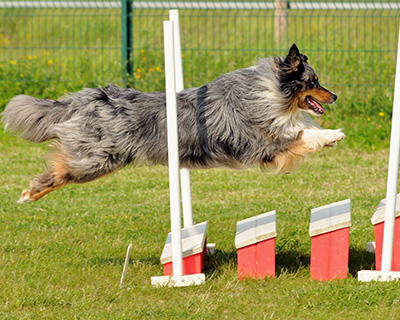 agility_5